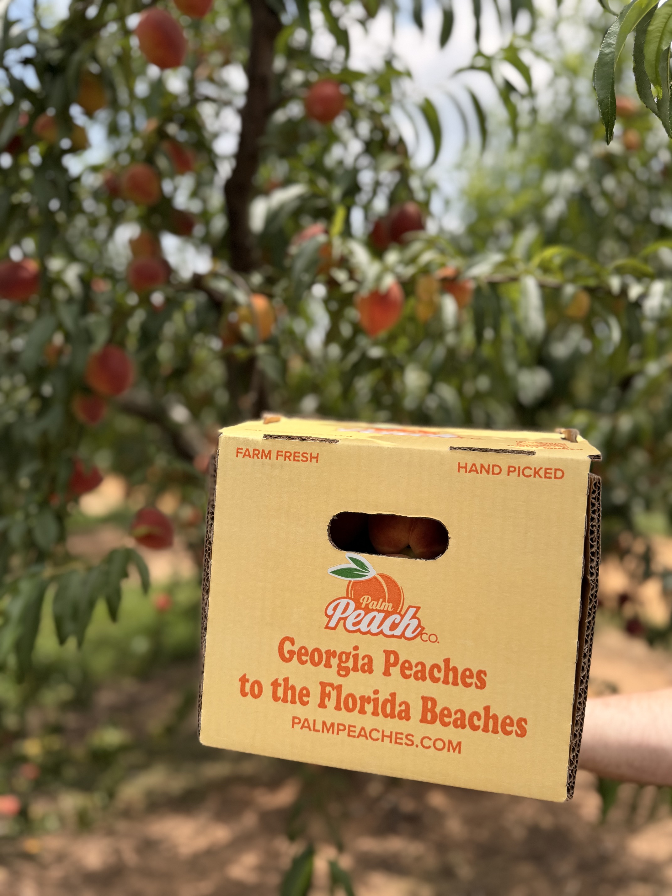 Palm Peach Co. box hanging in a Georgia peach orchard