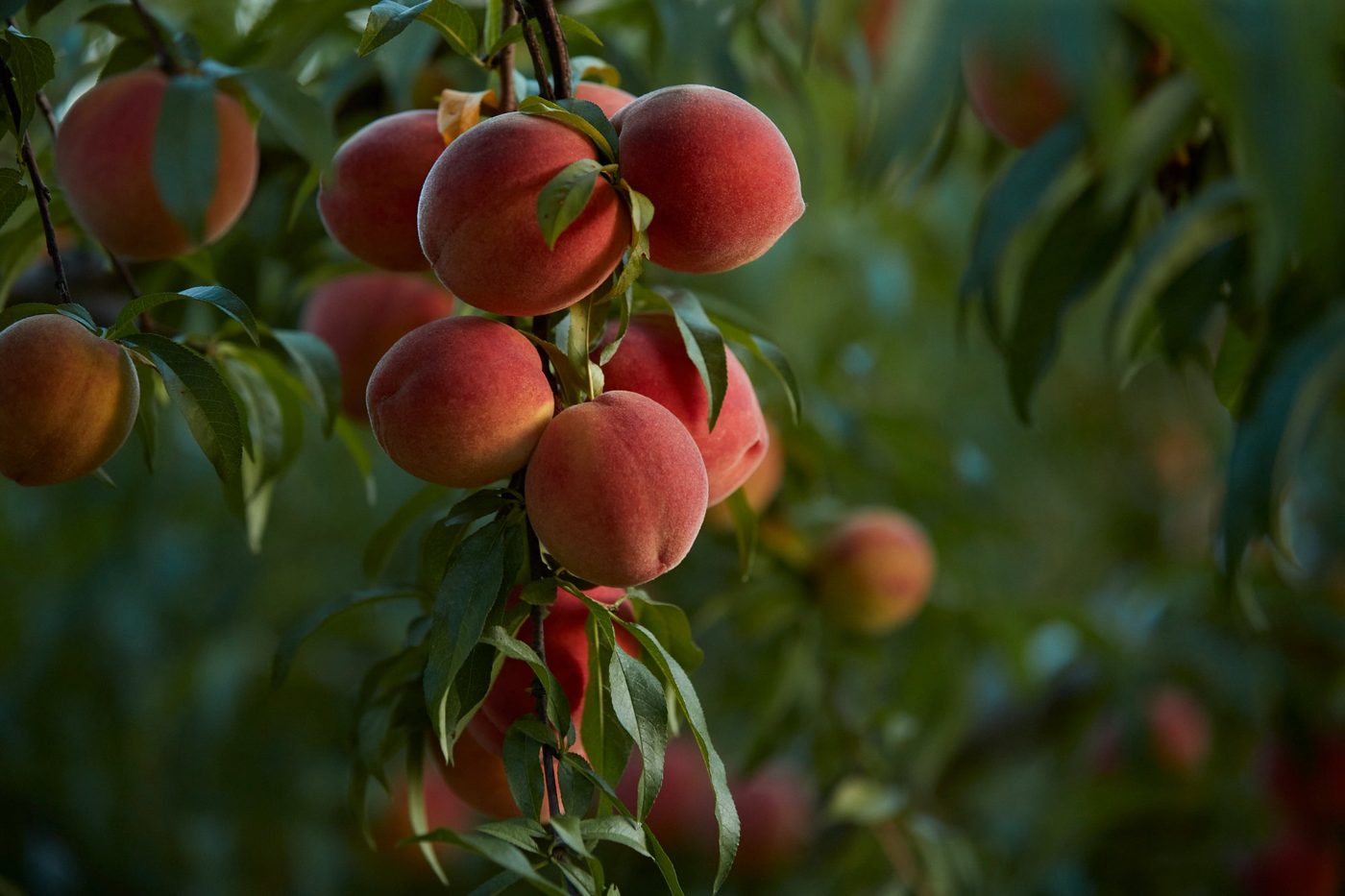 Ripe peaches on the branch
