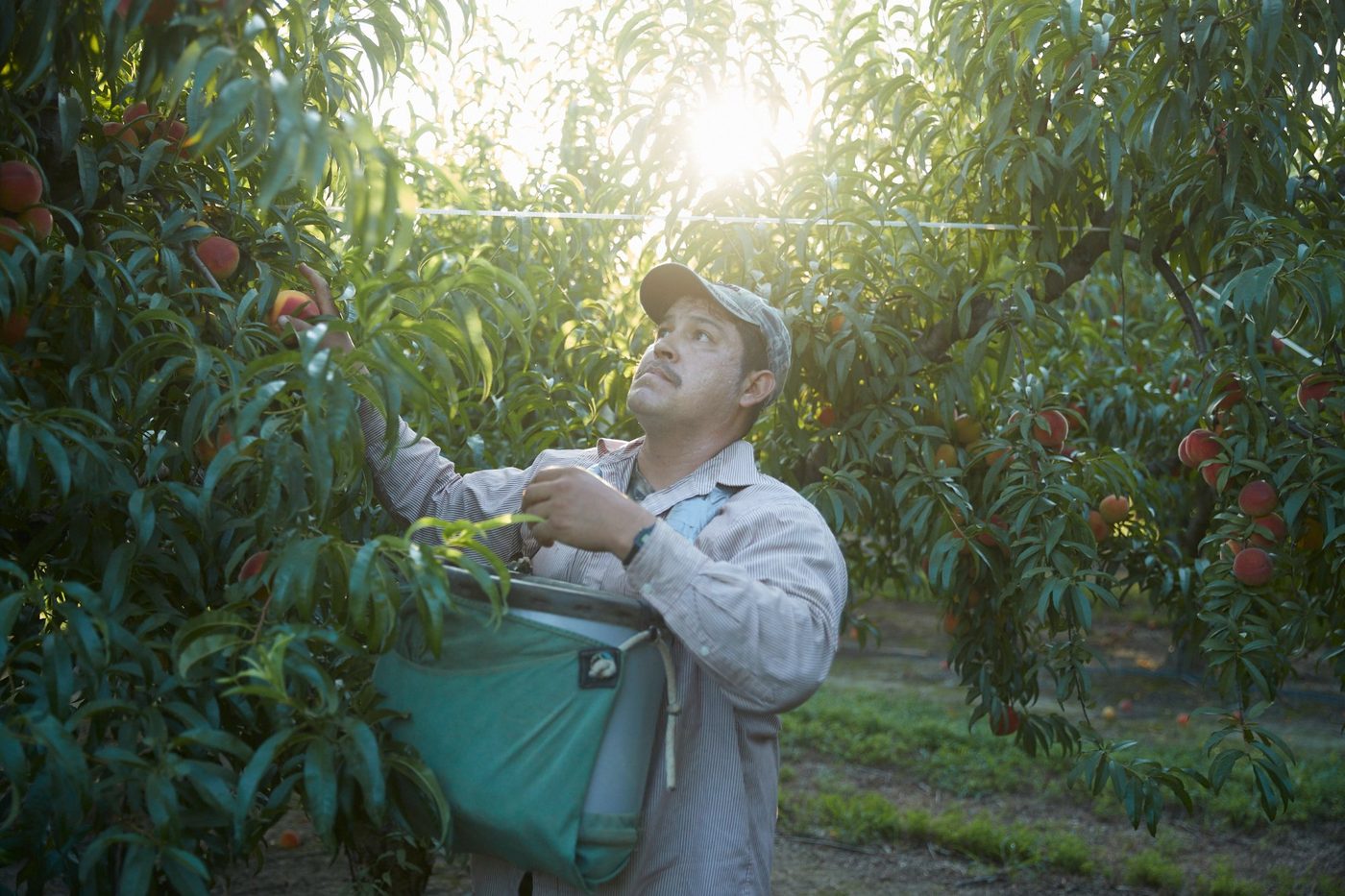 Farmer picking peaches at sunrise