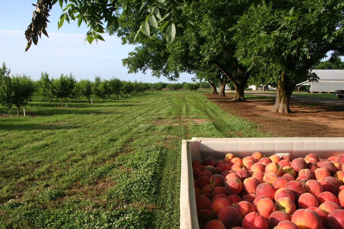 Georgia peach orchard