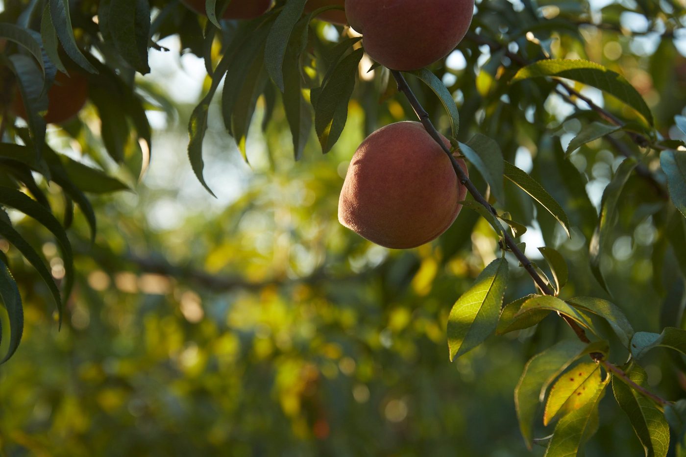 Single peach on tree