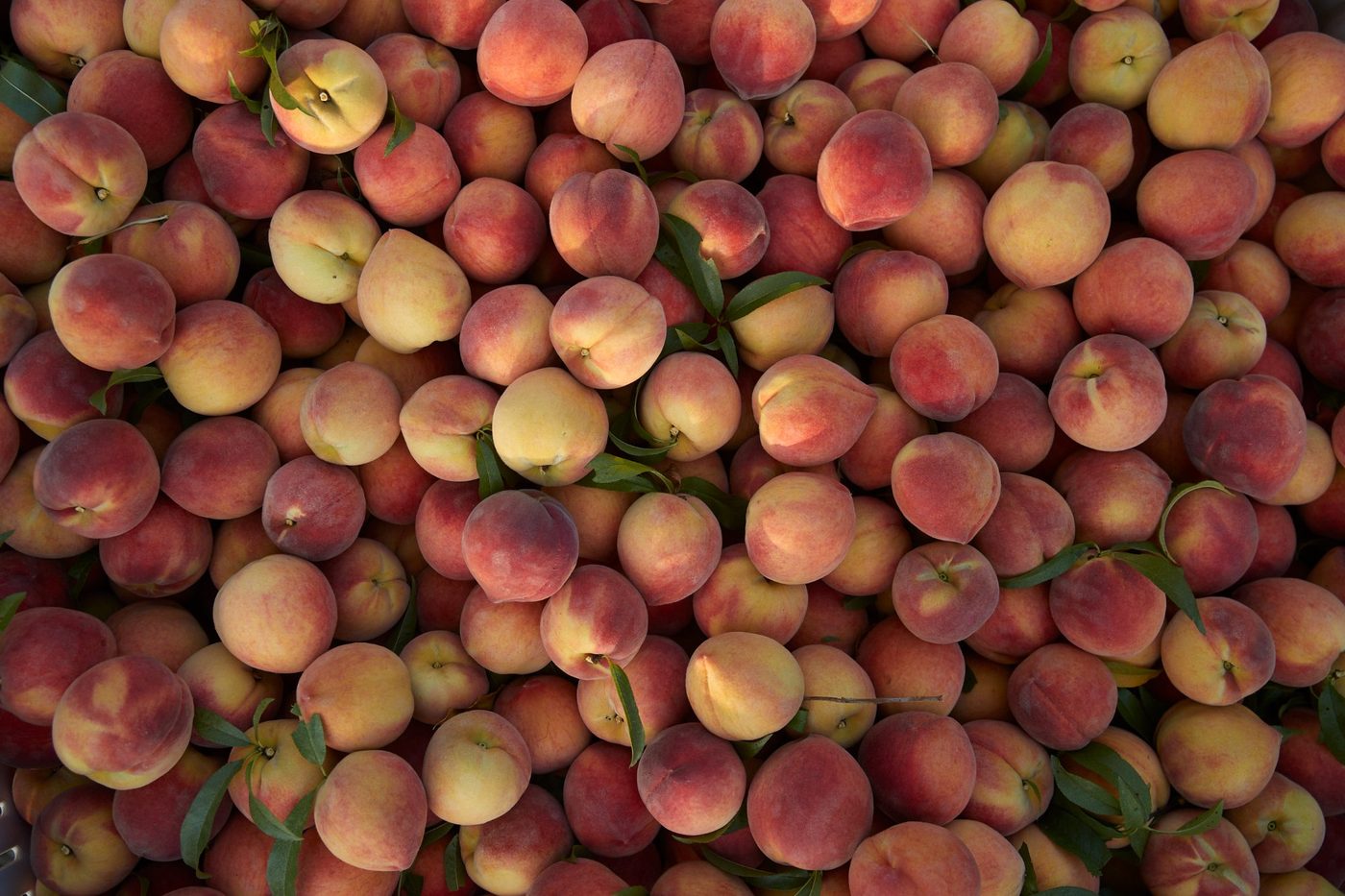 Freshly harvested peaches