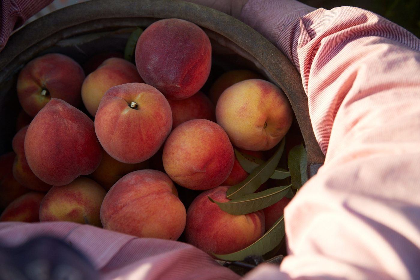 Fresh-picked peaches