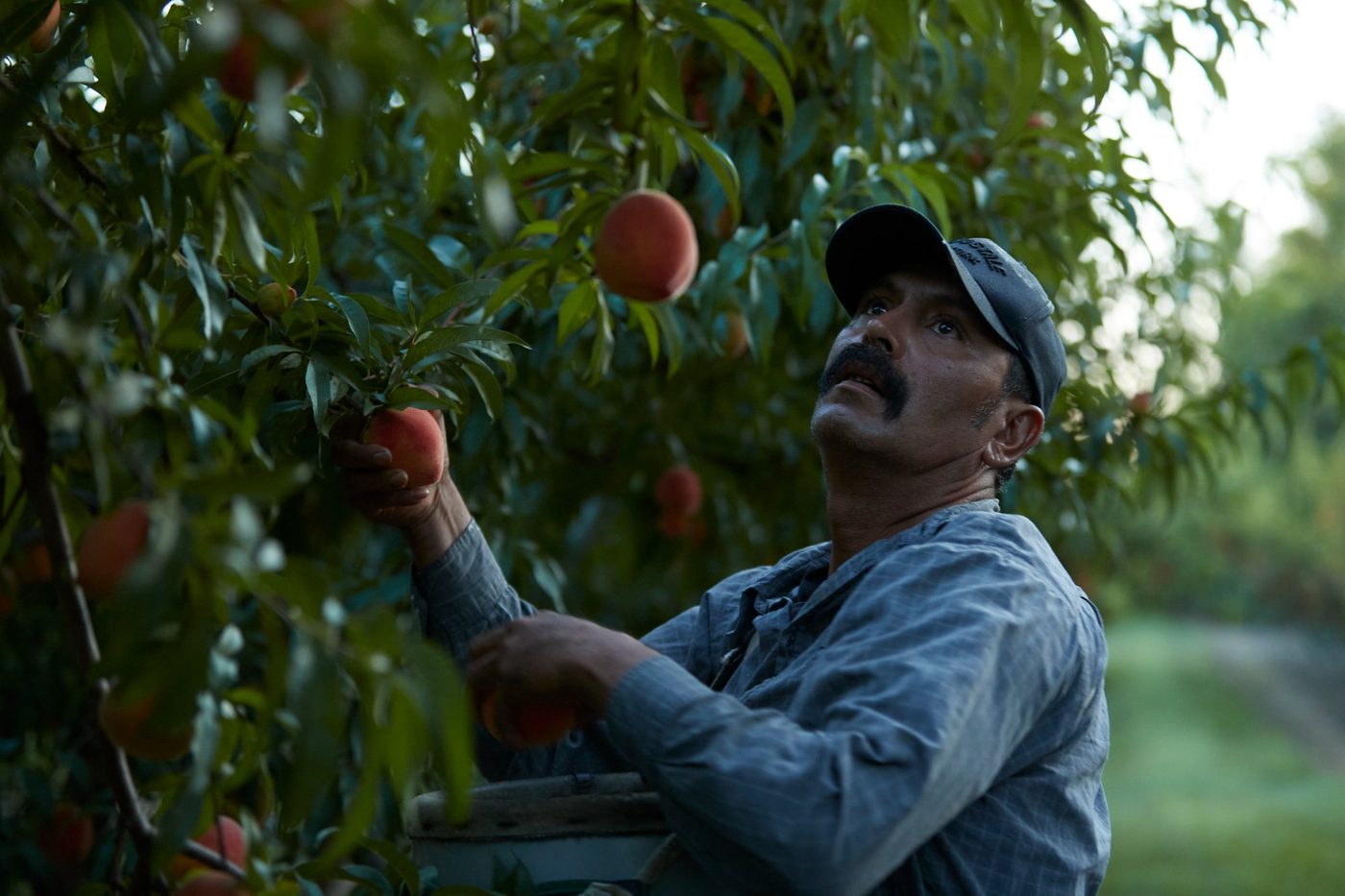 Farm worker picking peaches