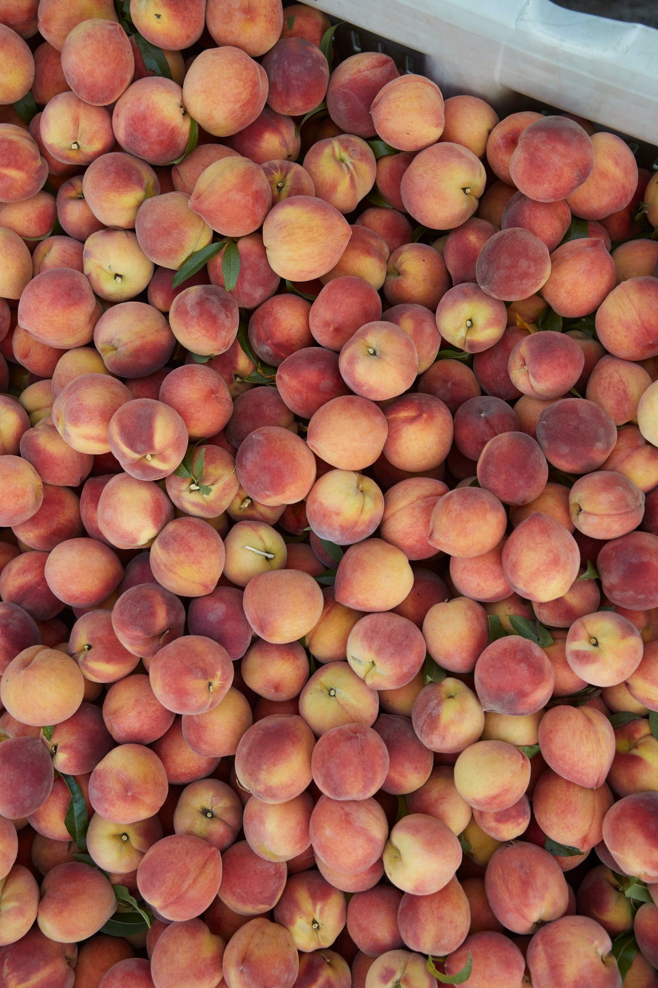 Worker in orchard rows