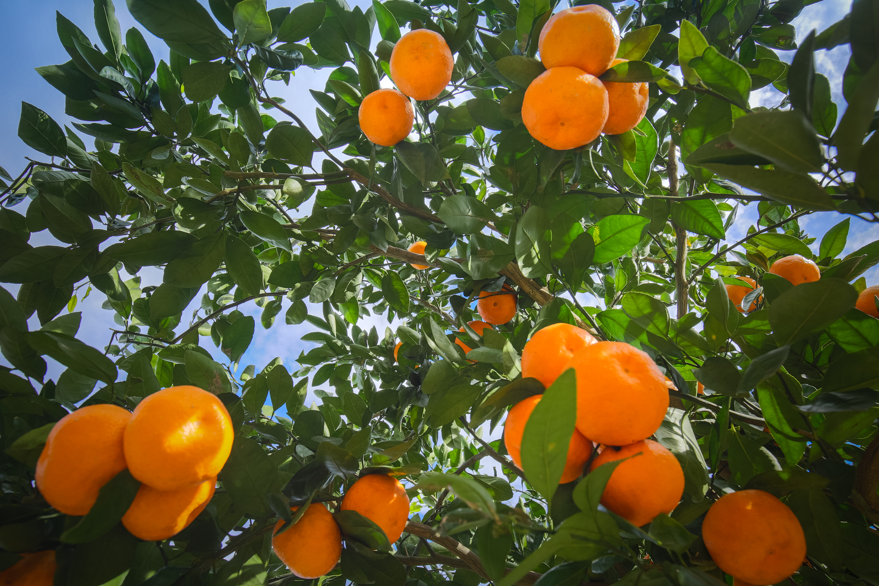 Satsuma oranges ripening on the tree
