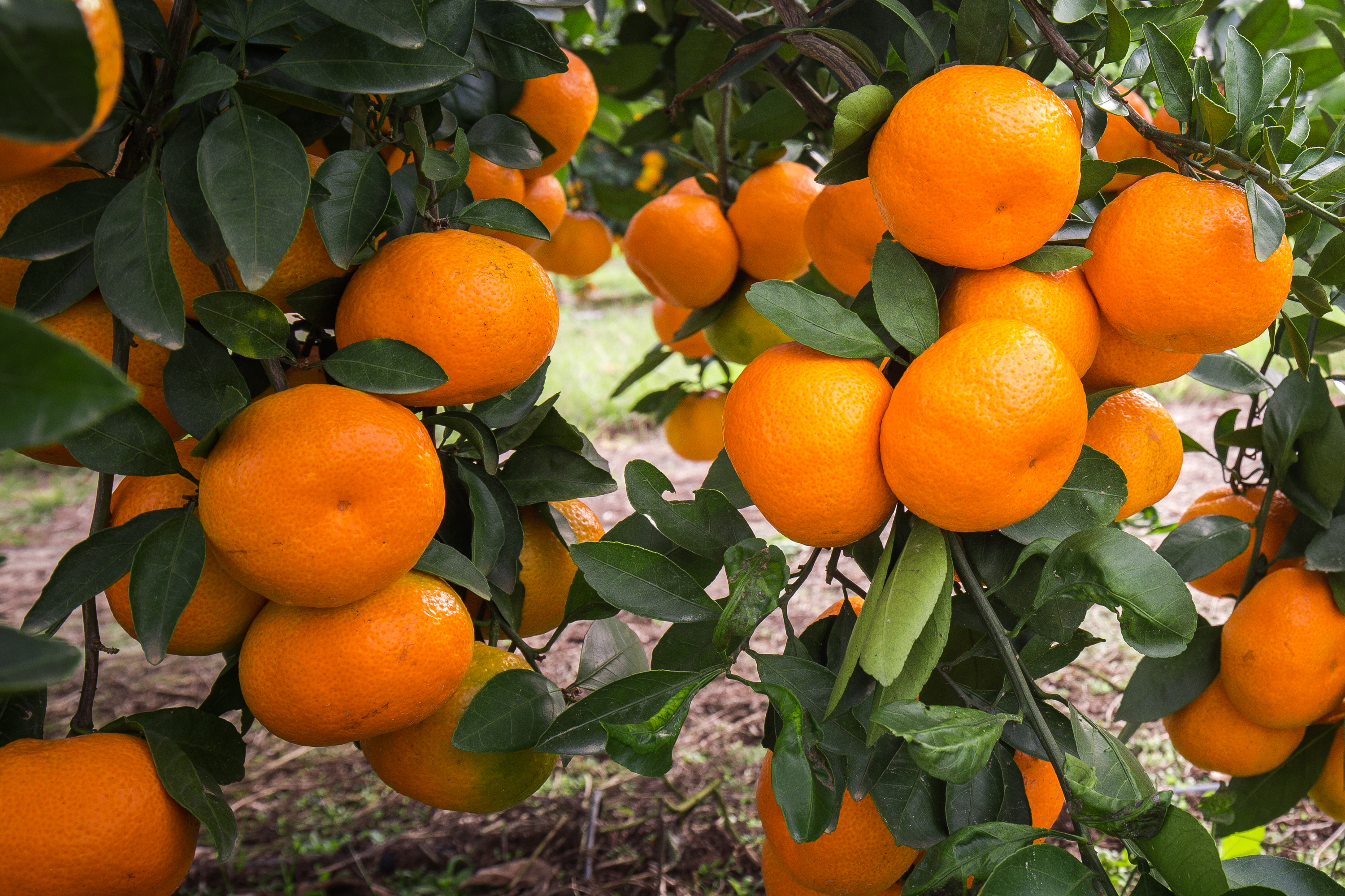 Satsuma orange grove loaded with fruit
