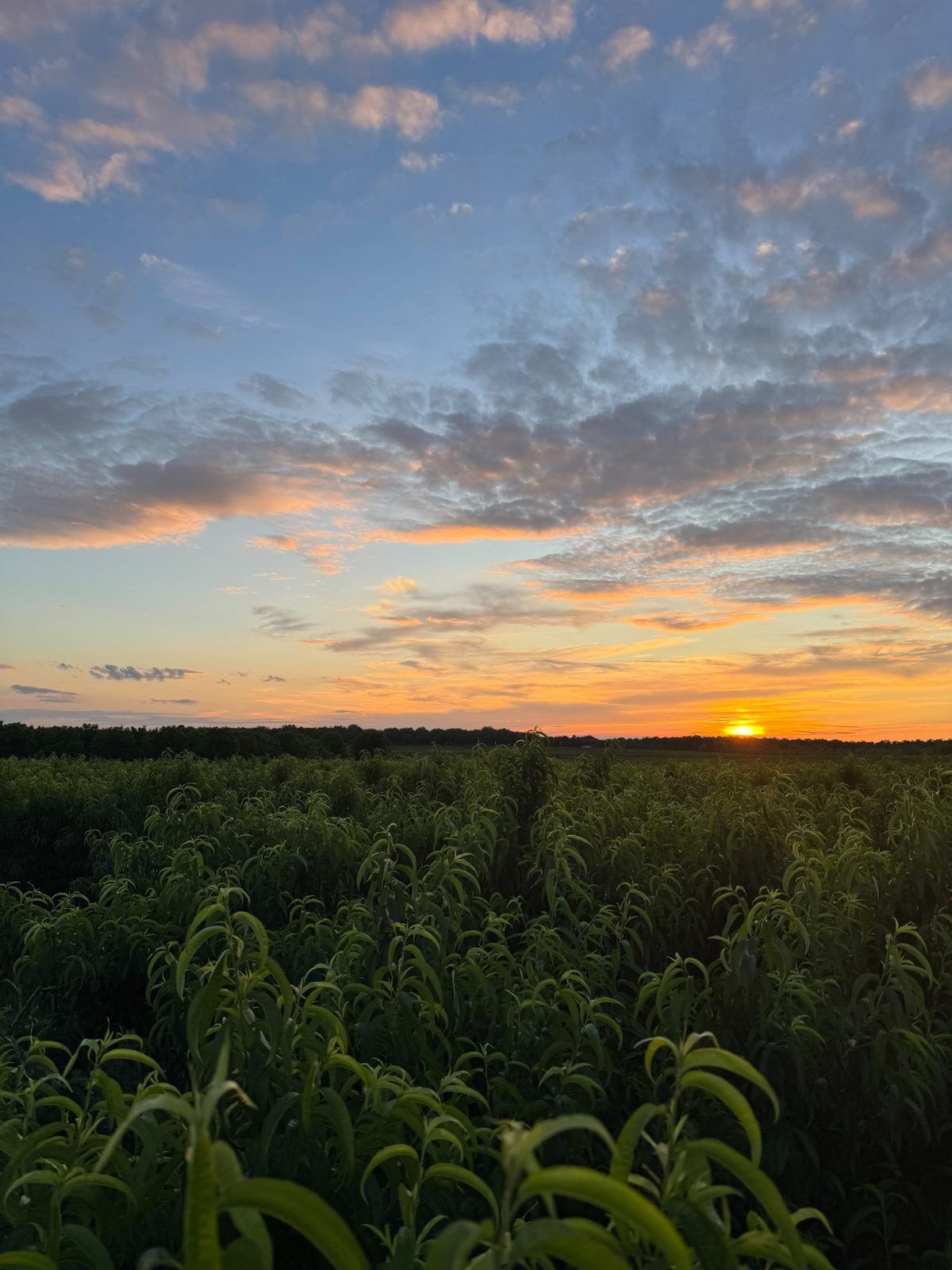 Sunset over peach orchard