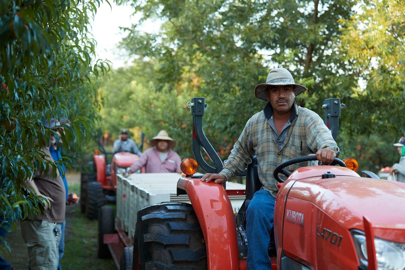Harvest at the farm